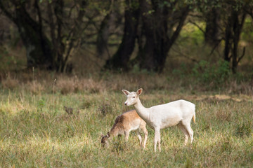 Naklejka na ściany i meble albino fallow deer female (dama dama) in autumn meadow