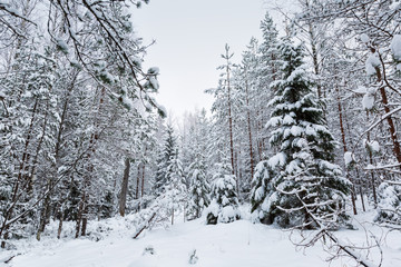 snowy forest after snowfall