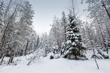 Obraz premium snowy forest after snowfall