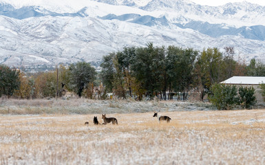 Dogs running on the field in winter