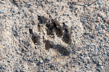 dog tracks in the mud