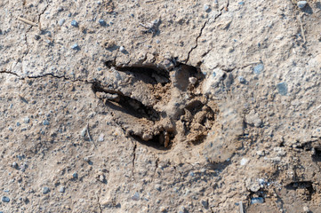 dog tracks in the mud
