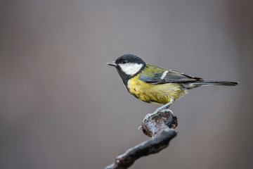 Parus major, Blue tit sitting on the branch. . Wildlife