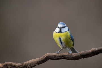 Fototapeta premium Parus major, Blue tit sitting on the branch. . Wildlife