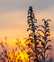 defocusing, field grass at sunset