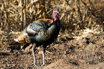 Wild Rio Grande Turkey at Bosque del Apache National Wildlife Refuge