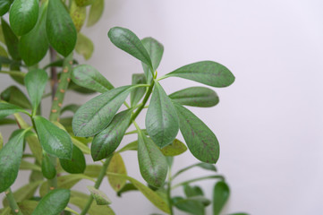 Obraz na płótnie Canvas green leaf flower on white