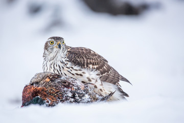 Northern goshawk (Accipiter gentilis) feeding food in the snow. Wildlife scenery, winter time. Birds of prey, Predator.