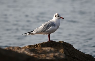 Naklejka premium gaviota