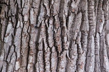 bark of a large tree, texture