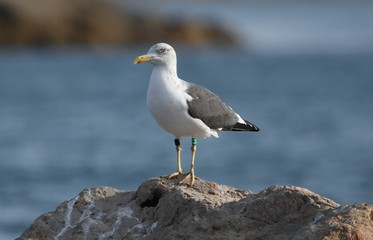 gaviota