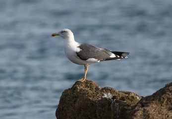 gaviota