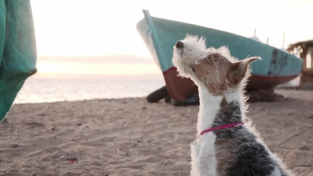 Cute parson russel terier dog sitting and looking to his owner shaky footage