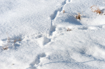 dog tracks in the snow