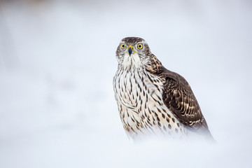 Birds of prey - Young northern goshawk (Accipiter gentilis). Wildlife scenery winter time.
