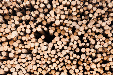 folded wooden birch branches, texture