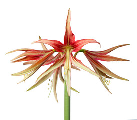 Amaryllis Hippeastrum exotic sybister La Paz closeup