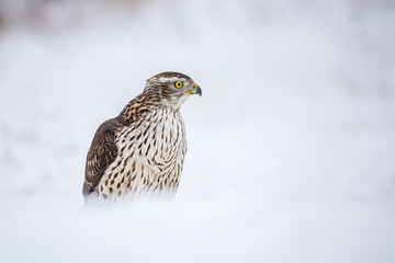 Birds of prey - Young northern goshawk (Accipiter gentilis). Wildlife scenery winter time.
