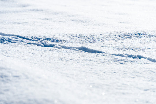 Dog Tracks In The Snow