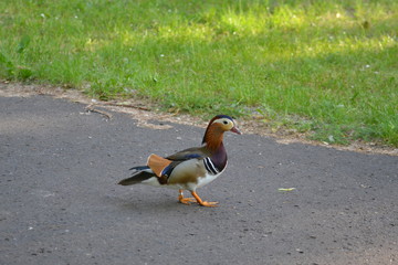 Ducks and ducklings on the ground
