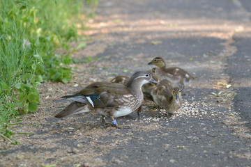 Ducks and ducklings on the ground