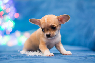 Chihuahua puppy dog ​​christmas spitz