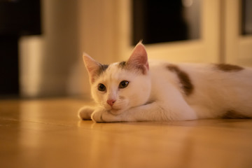 White cat with green eyes, close up, lying on the floor