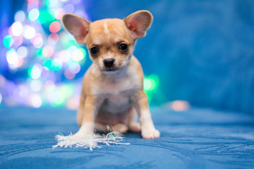 Chihuahua puppy dog ​​christmas spitz