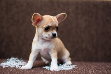 Chihuahua puppy dog ​​christmas spitz
