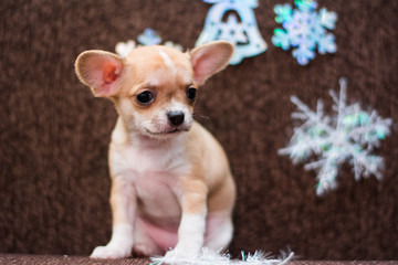 Chihuahua puppy dog ​​christmas spitz