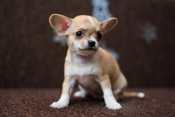 Chihuahua puppy dog ​​christmas spitz