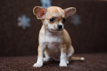 Chihuahua puppy dog ​​christmas spitz