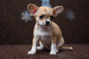 Chihuahua puppy dog ​​christmas spitz