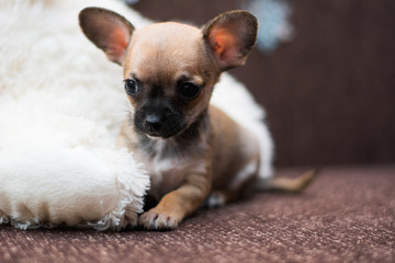 Chihuahua puppy dog ​​christmas spitz