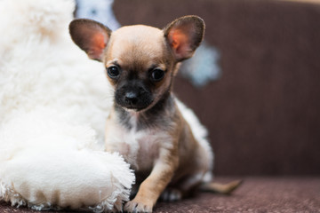 Chihuahua puppy dog ​​christmas spitz