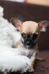 Chihuahua puppy dog ​​christmas spitz