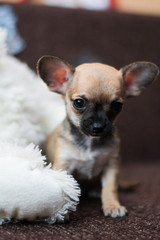 Chihuahua puppy dog ​​christmas spitz