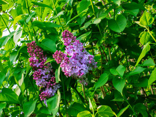 Lilacs that become in bloom.