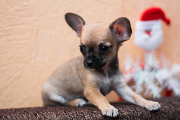 Chihuahua puppy dog ​​christmas spitz