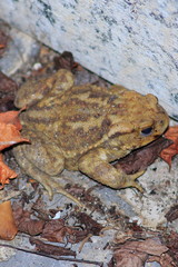 Fototapeta premium Kröte, gemeine Erdkröte sitzt an ängstlich an einer Stein Mauer im Laub