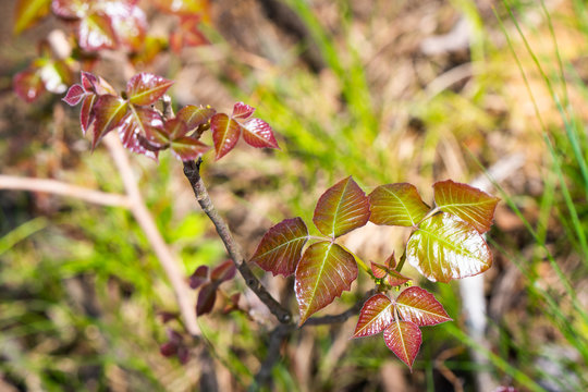 Poison Ivy Plant