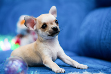 Chihuahua puppy dog ​​christmas spitz