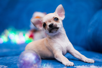 Chihuahua puppy dog ​​christmas spitz