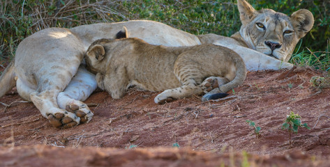 Nursing Lion Cub