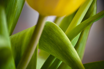 yellow tulips on green background