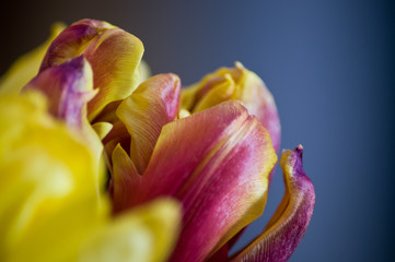 closeup of a flower