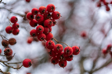 Rote Beeren