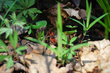 Red beetle (pyrrhocoris apterus) on a green leaf