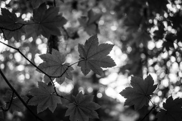 Black and white leaves in a rainforest
