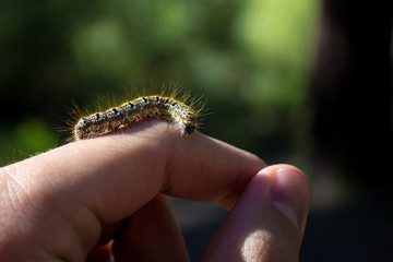 Caterpillar Crawling on Hand Outside in the Forest
